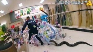 Police vs Wild Animals: Bodycam Captures the Most Unexpected Encounters Ever - YouTube thumbnail _O7uNeuj1eY