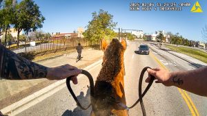 Police Horse Chase Catches Suspect After Alleged Drug Deal - YouTube thumbnail bm00cSaToA8